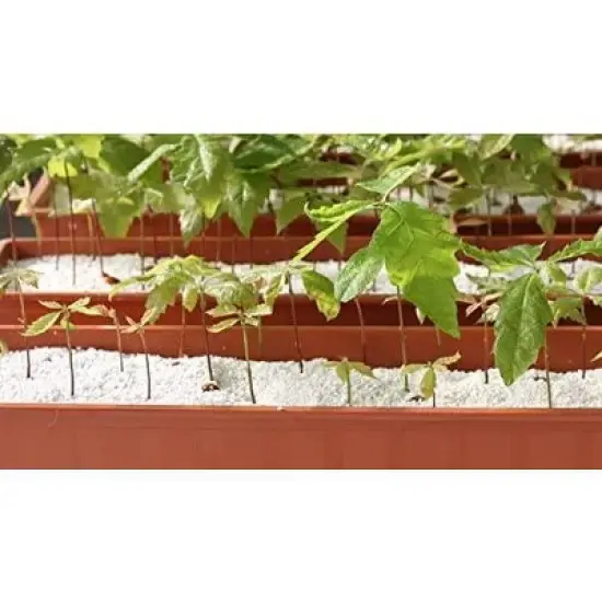 GROW!T Super Coarse #2 Perlite for Hydroponic Greenhouses Gardens Potting Soil 4 Cubic Feet image {3}