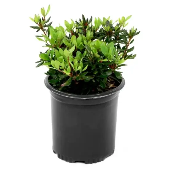 Azalea 'Pride of Mobile' 2.5qt U.S.D.A. Hardiness Zones 7-10 - 1pc - National Plant Network image {2}
