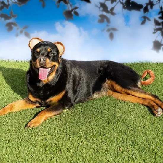 Midlee Monkey Headband & Tail Dog Costume image {5}