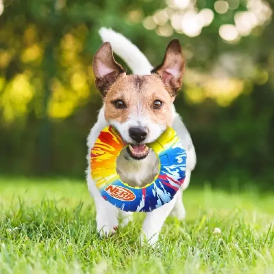 NERF TPR Color Blast Flyer Dog Toys image {5}