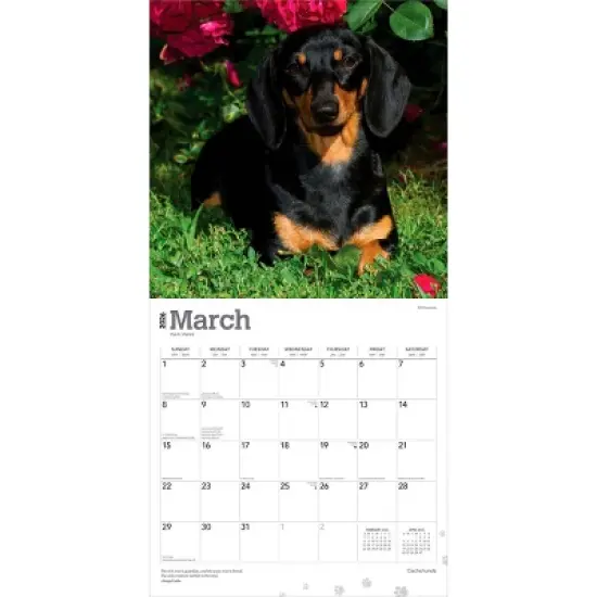 BrownTrout Dachshunds 2026 12"x24" Hanging Square Wall Calendar Plastic-Free image {2}