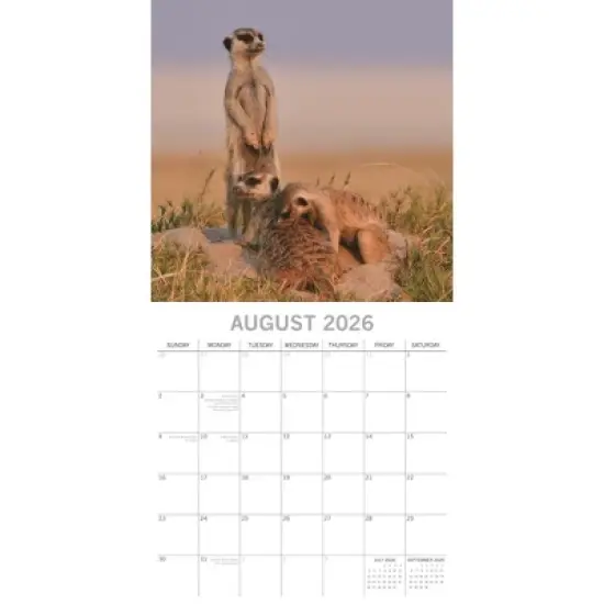 2026 Square Wall Calendar, Meerkats, 16-Month Animals Theme with 180 Reminder Stickers (12x12 In) image {2}