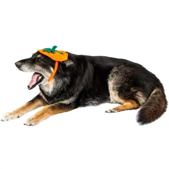 Midlee Dog Pumpkin Headband Halloween Costume image {6}
