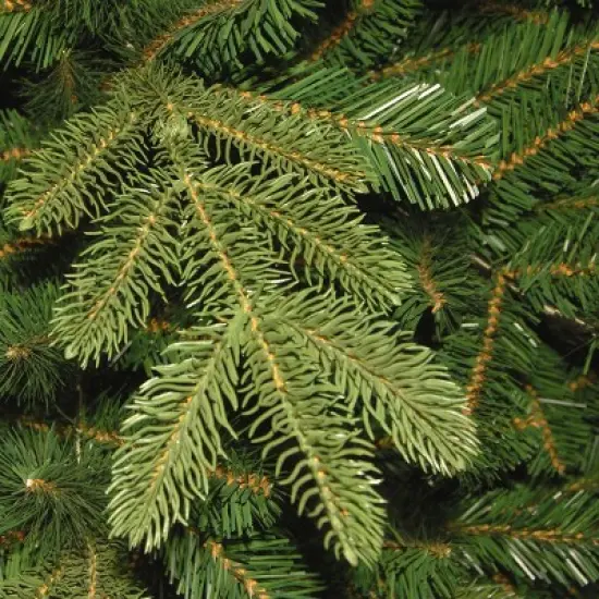 7.5' Unlit Norwegian Spruce Artificial Christmas Tree - National Tree Company image {2}