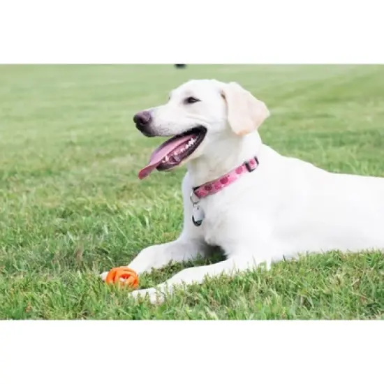 Chuckit! Air Fetch Dog Ball Toy image {4}