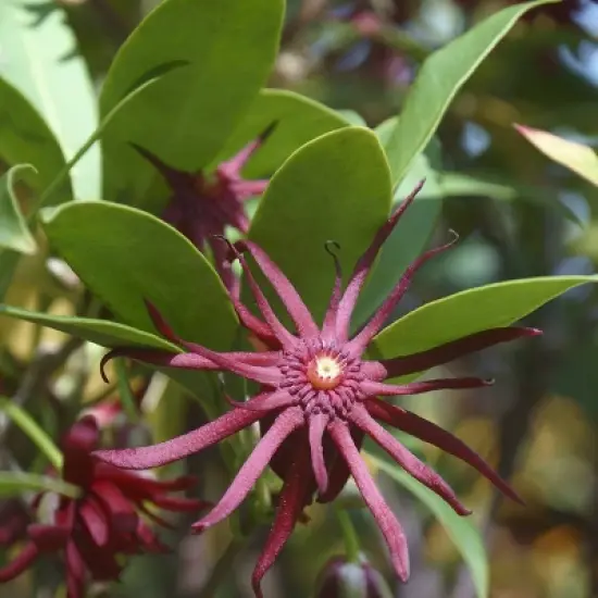 National Plant Network Live Outdoor Anise Tree Plant - 1ct 3 gal image {1}