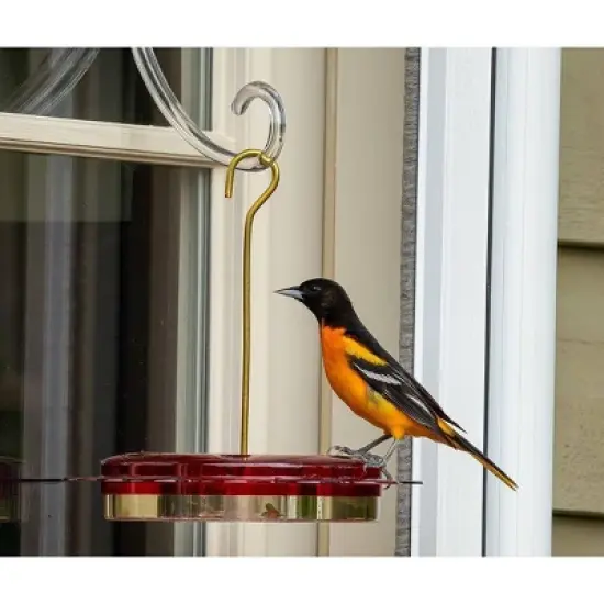 Birds Choice 12oz Hummerfest Hummingbird Feeder: Weather-Resistant, Bee Proof Ports, Brass Hanger image {7}