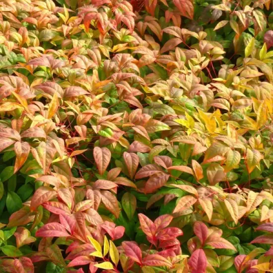 National Plant Network Outdoor Live Fire Power Nandina Plant - 1ct 1gal image {5}