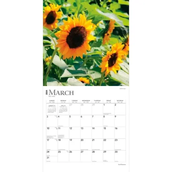 Browntrout 2024 Wall Calendar 12"x12" Sunflowers image {2}