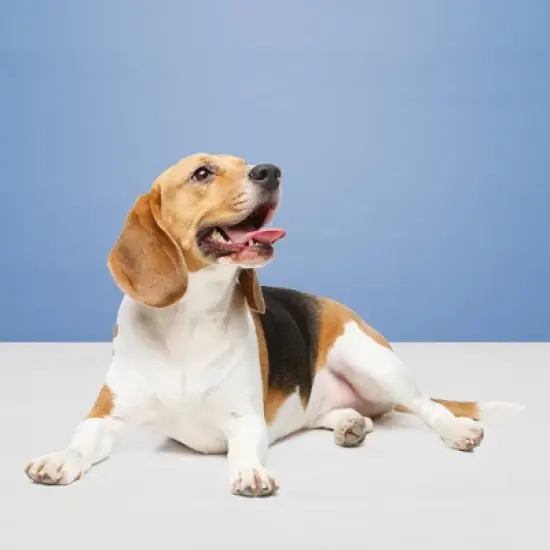 Blue Buffalo Health Bars Natural Crunchy Dog Treats Biscuits with Apple & Yogurt Flavor image {3}