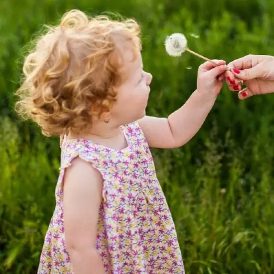 Similac Pure Bliss Non-GMO Powder Toddler Formula - 24.7oz image {6}