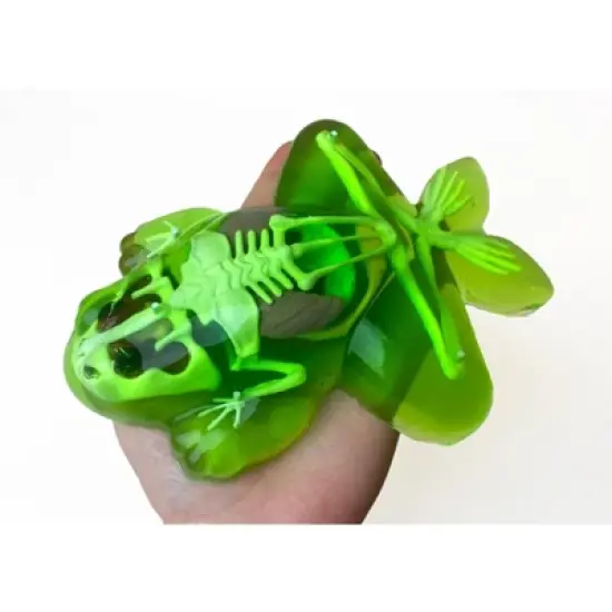 Top Secret Toys Dissect It - Frog Nature Exploration Toy image {5}