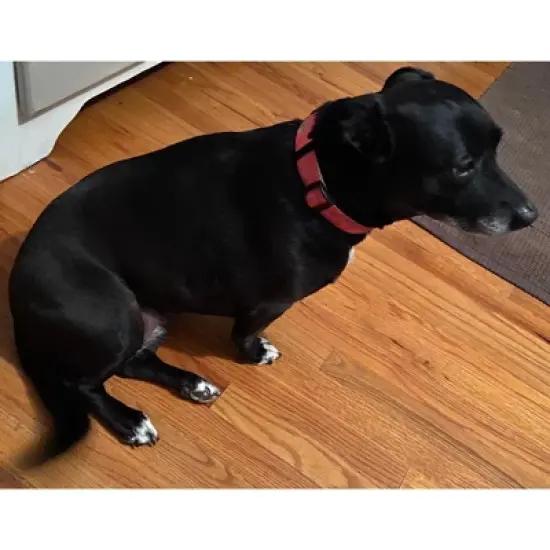 Doggy Tales Realtree Adjustable Dog Collar Paradise Pink image {2}