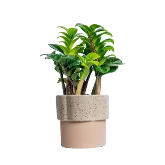 Live 4" Zenzi ZZ Potted Houseplant image {6}