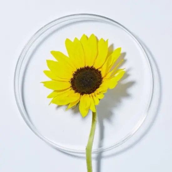 Andalou Naturals Uplifting Citrus Sunflower Body Lotion - 8 fl oz image {3}