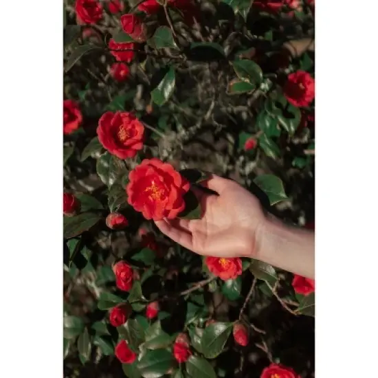 Polaroid Hi-Print Paper Gen 2: Android & iOS Compatible, Bluetooth, USB-C Connection image {2}