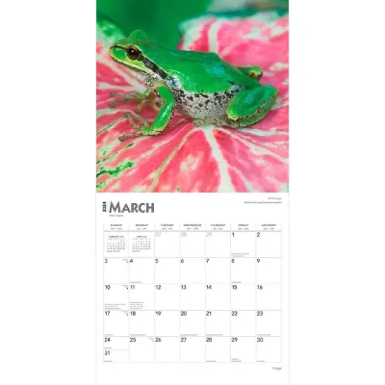 Browntrout 2024 Wall Calendar 12"x12" Frogs image {2}