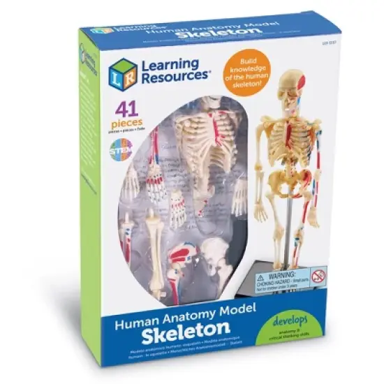 Learning Resources Skeleton Anatomy Model, Ages 8+ image {4}