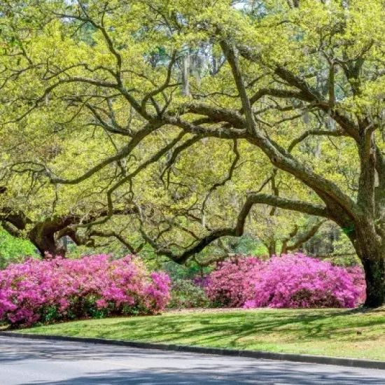 2.5qt Rosebud Azalea Plant with Pink Blooms - National Plant Network: Perennial Live Shrub for Partial Shade image {3}