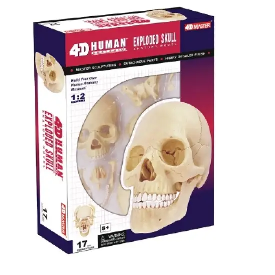 4D Human Skull Anatomy Model image {1}