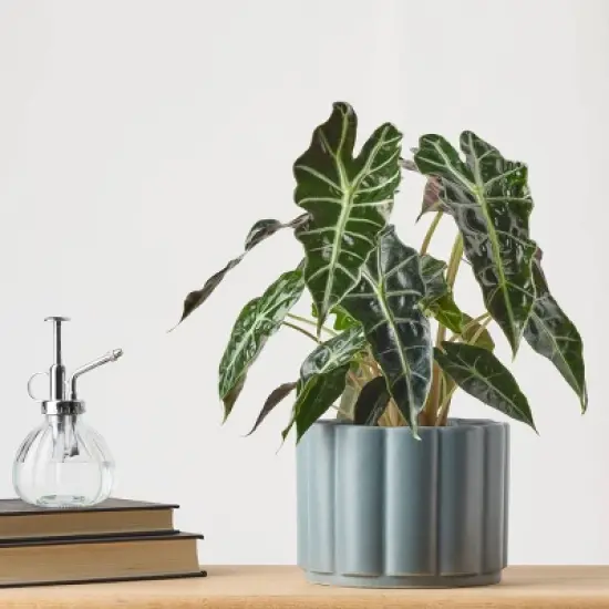 Greenwich Foliage - Good Little Garden&trade; image {3}