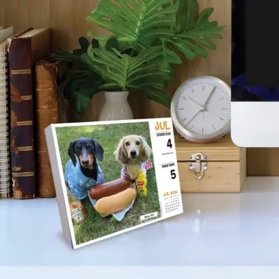 Willow Creek Press 2026 Crusoe the Celebrity Dachshund Box Calendar image {2}