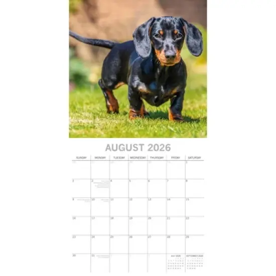 2026 Square Wall Calendar, Dachshunds, 16-Month Paw Prints Theme with 180 Reminder Stickers (12x12 In) image {2}