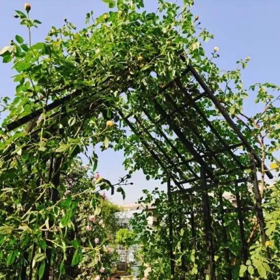Chery Life Metal Garden Arch with Adjustable Width, Climbing Plants Support Rose Arch Outdoor Black image {12}