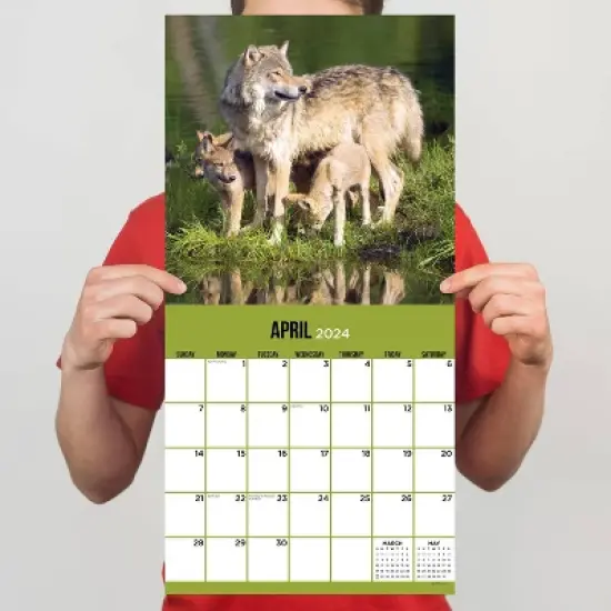 TF Publishing 2024 Wall Calendar 12"x12" Wolves image {3}