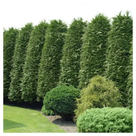 Cypress 'Leyland' 1pc - National Plant Network U.S.D.A Hardiness Zone 5-9 - 2.25 Gallon image {3}