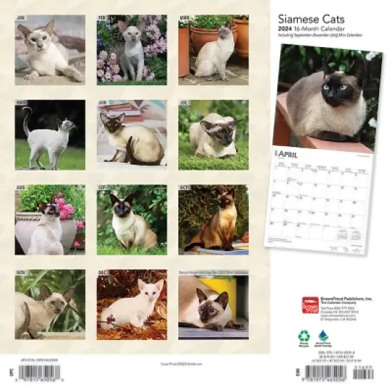 Browntrout 2024 Wall Calendar 12"x12" Siamese Cats image {1}