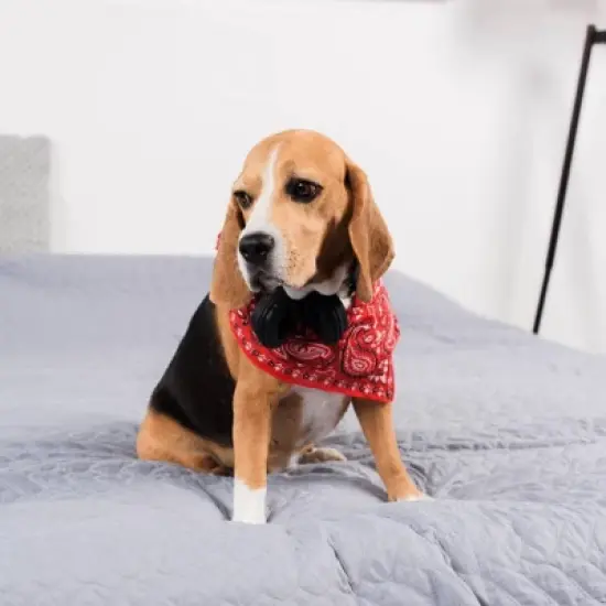 Mechaly Cotton Funny Dog Bandana with Designs Durable Birthday Pet Scarf image {4}