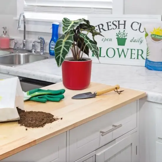 Soil Sunrise Elephant Ear Potting Soil Mix, Colocasia Esculenta Potted Plant Blend image {4}