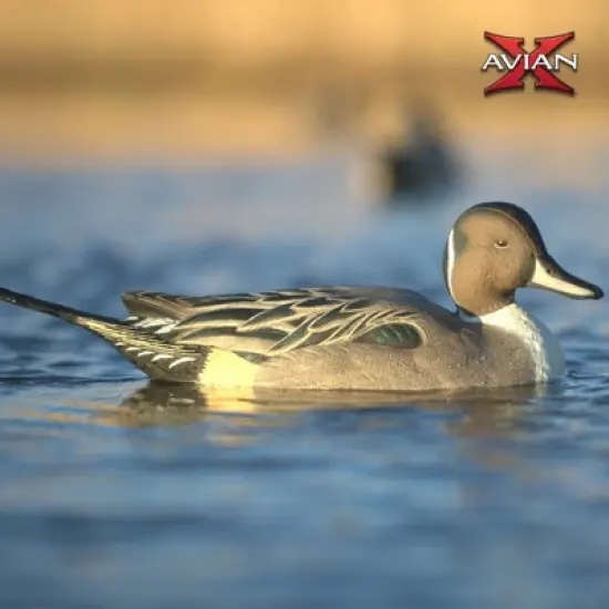Avian X Power Swimmer Pintail Drake Motion Duck Decoy, 10+ Hour Battery, Non-Fouling Motor Design, & Stabilized Foam-Filled Body for Waterfowl Hunting image {5}