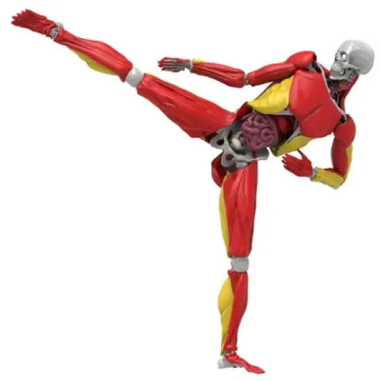 Science to the Max Interactive Human Body Kit image {6}