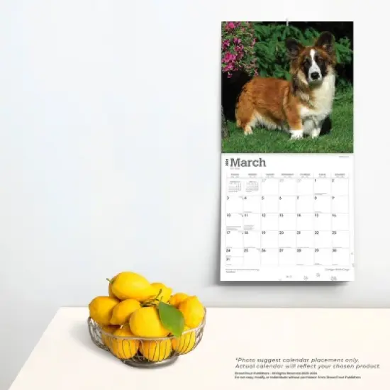 Browntrout 2024 Wall Calendar 12"x12" Welsh Corgis Cardigan image {3}