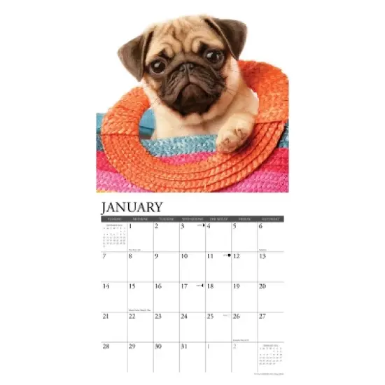 Willow Creek Press 2024 Wall Calendar 12"x12" Just Pug Puppies image {2}