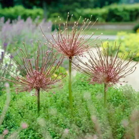 Set of 3 Allium Schubertii Bulbs - Van Zyverden image {2}