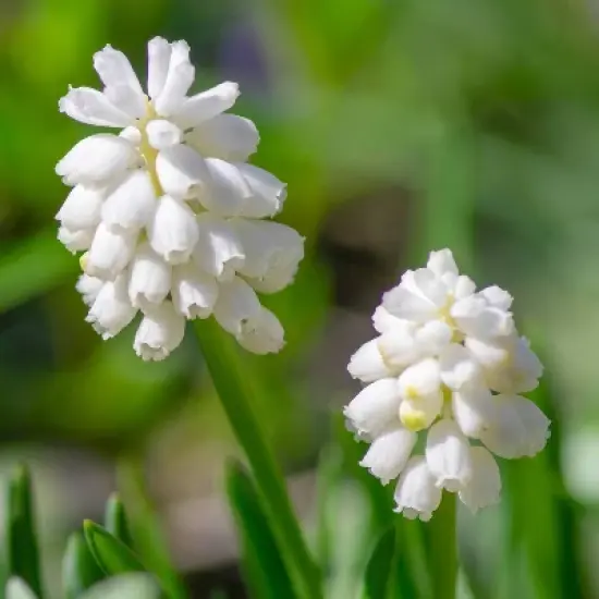 Van Zyverden 40ct Bulbs Multicolored Harmony Spring Blooming Patio Planter Set image {2}