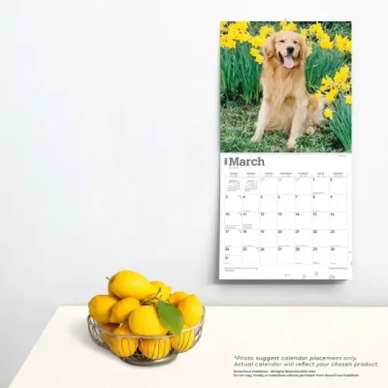 Browntrout 2024 Wall Calendar 12"x12" Golden Retrievers Foiled image {3}