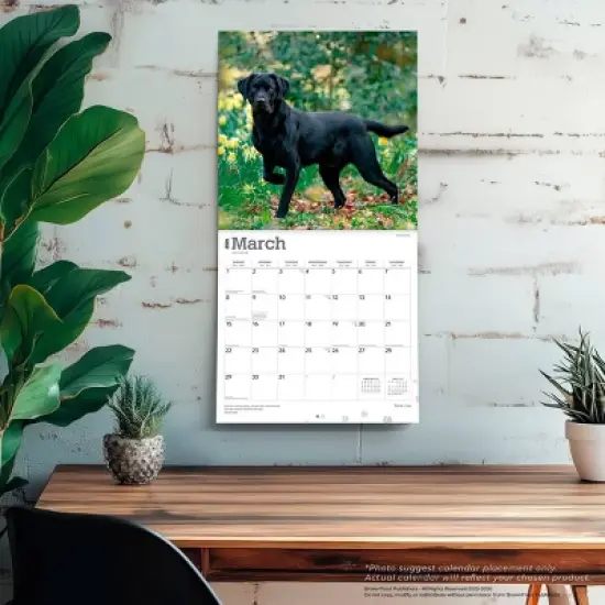 BrownTrout Black Labrador Retrievers 2026 12"x24" Hanging Square Wall Calendar Plastic-Free image {4}