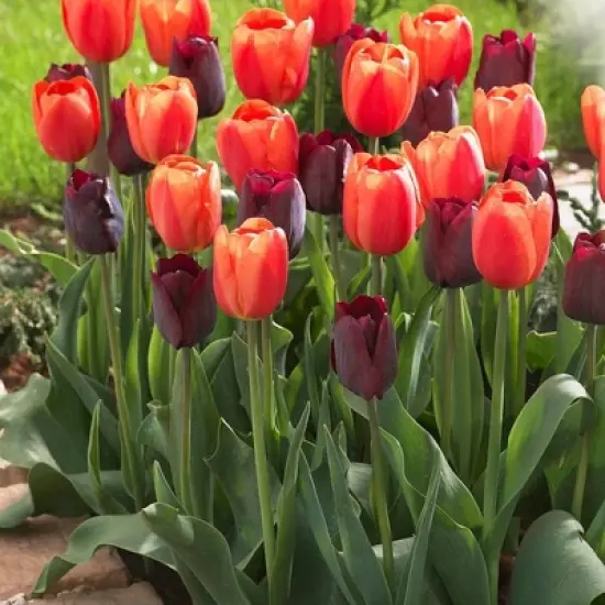 Set of 15 Tulips Ronaldo Blend Set - Van Zyverden image {1}