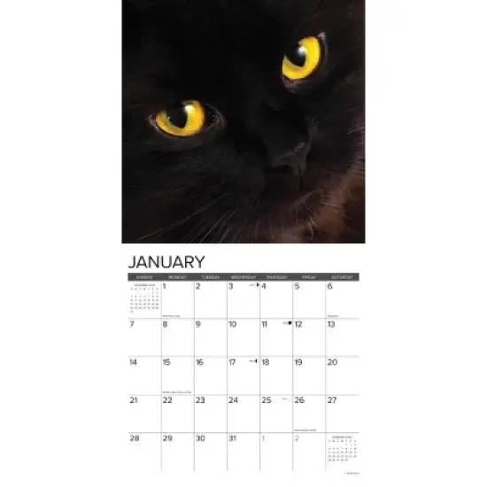 Willow Creek Press 2024 Wall Calendar 12"x12" Just Black Cats image {2}