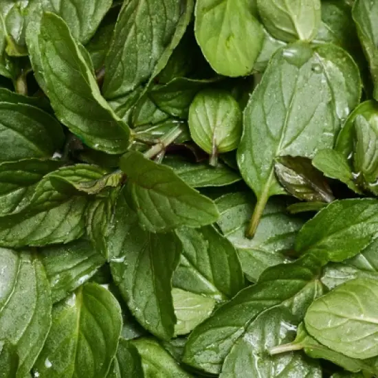 Dr. Bronner's All-One Pure-Castile Magic Bar Soap - Peppermint - 5oz image {7}