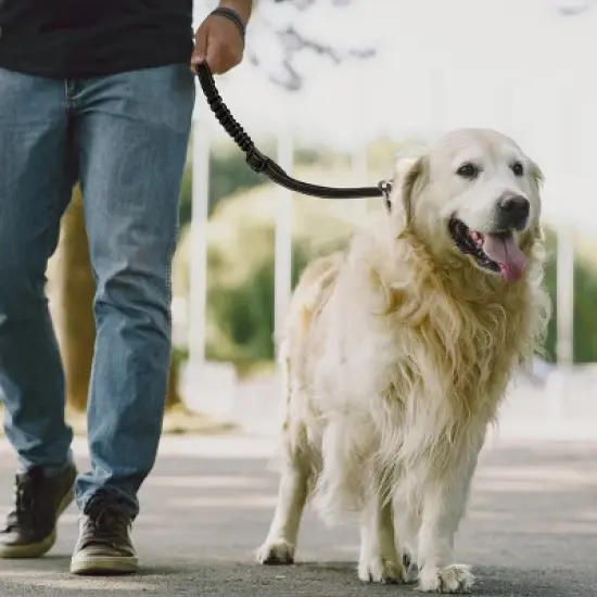 PAWBEE Dog Car Headrest Seatbelts &ndash; 2 Pack Durable  Nylon Dog Seat Belts, With Reflective Elastic Bungee for Safety &ndash; Adjust to Fit All Your Cars image {2}