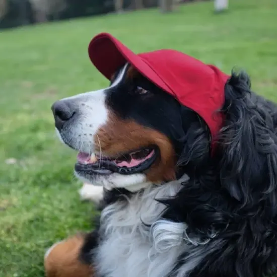 NCAA Alabama Crimson Tide Little Earth Pet Baseball Hat - XL image {1}
