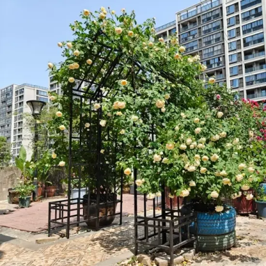 Chery Life Metal Garden Arch with Adjustable Width, Climbing Plants Support Rose Arch Outdoor Black image {13}