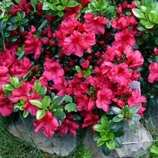 Azalea 'Johanna' 1pc U.S.D.A. Hardiness Zones 6-8 National Plant Network 2.25gal image {3}
