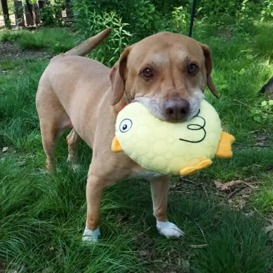 Bite Force Built with Kevlar Tough Plush Chicken Dog Toy image {8}