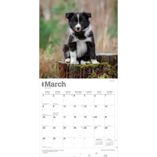 BrownTrout Border Collie Puppies 2026 12"x24" Hanging Square Wall Calendar Plastic-Free image {2}